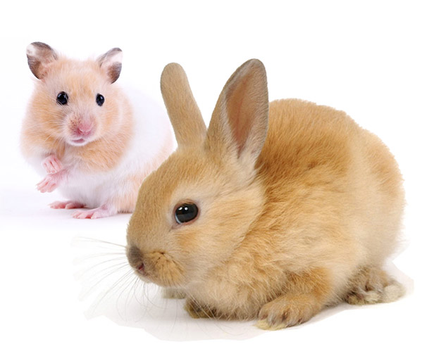 Żywność Funkcjonalna - Ostropest dla gryzoni i królików